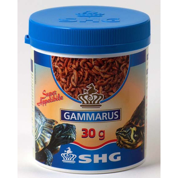 Gammarus
