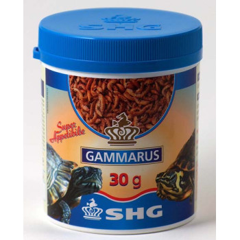 Gammarus